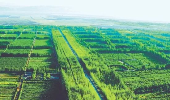 新疆阿克苏柯柯牙绿化工程(来源:中国绿色时报).webp 新疆阿克苏柯柯牙绿化工程(来源:中国绿色时报).webp